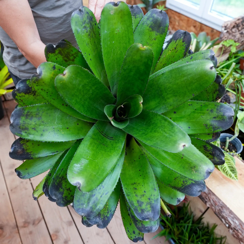 Neoregelia concentrica var. big green