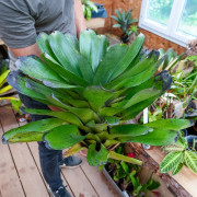 Neoregelia concentrica var. big green