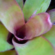 Neoregelia bahiana hybrid