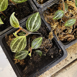 Peperomia tricolor