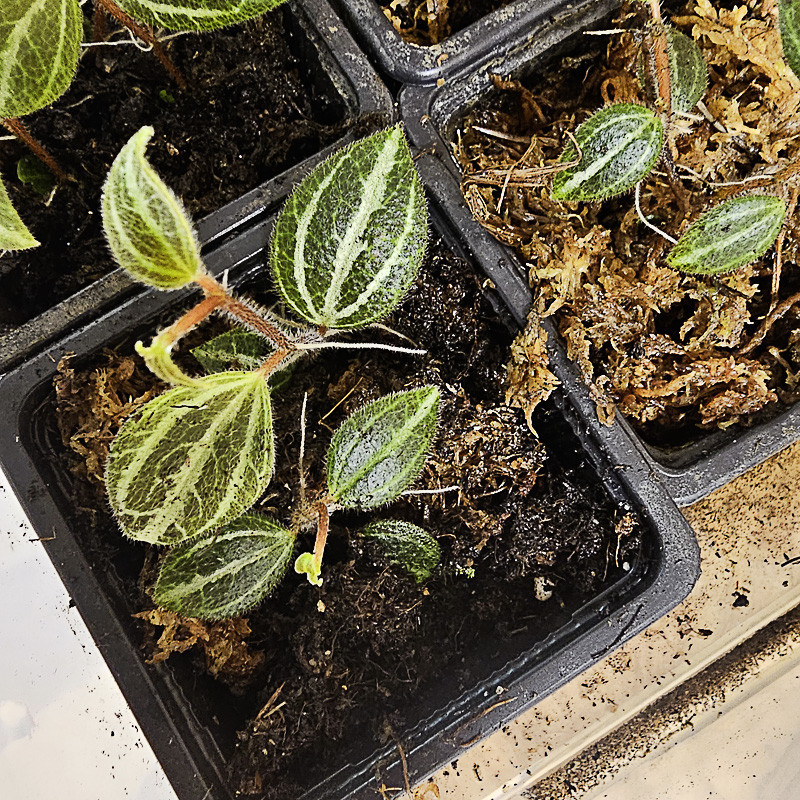 Peperomia tricolor