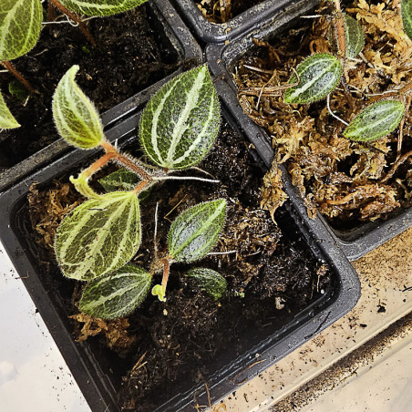 Peperomia tricolor