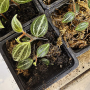 Peperomia tricolor