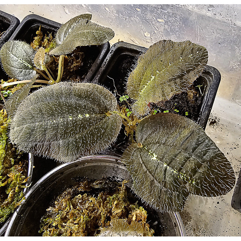 Bertolonia maculata