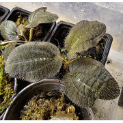 Bertolonia maculata