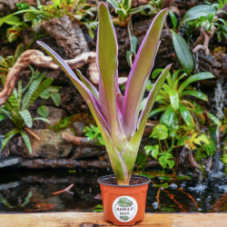 Neoregelia raquelle