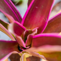 Neoregelia raquelle