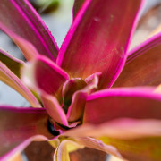 Neoregelia raquelle