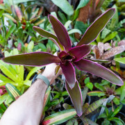 Neoregelia raquelle