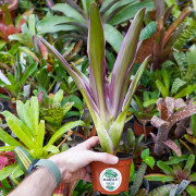 Neoregelia raquelle