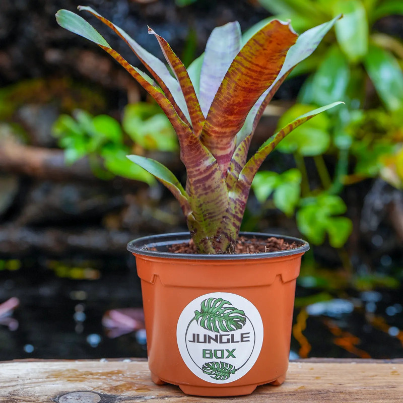 Neoregelia zeus