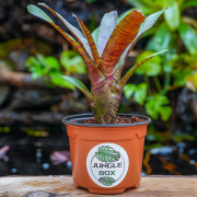 Neoregelia zeus