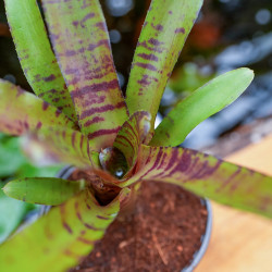 Neoregelia zeus