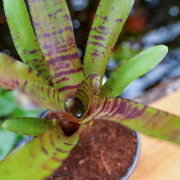 Neoregelia zeus