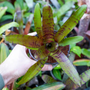 Neoregelia zeus