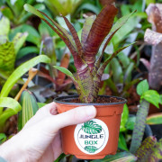 Neoregelia zeus