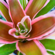 Neoregelia Madame Van Durme