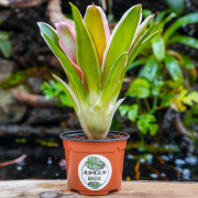 Neoregelia Madame Van Durme – Broméliacée tropicale pour terrarium | JungleBox
