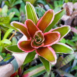 Neoregelia Madame Van Durme