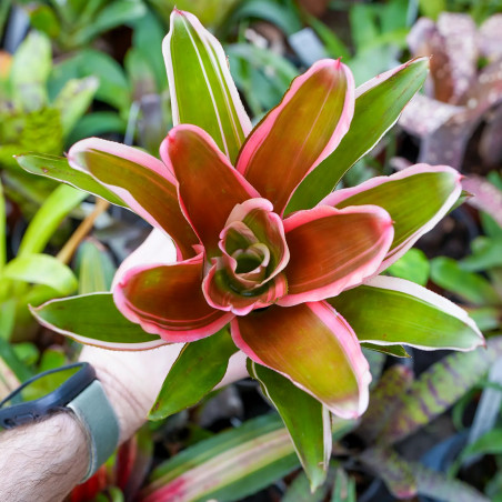 Neoregelia Madame Van Durme
