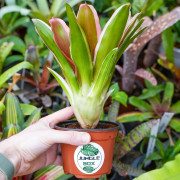 Neoregelia Madame Van Durme – Broméliacée tropicale pour terrarium | JungleBox
