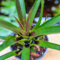 Vriesea corcovadensis