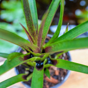 Vriesea corcovadensis