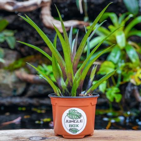 Vriesea corcovadensis