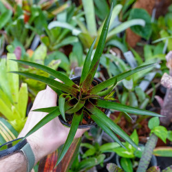 Vriesea corcovadensis