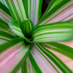 Neoregelia martin