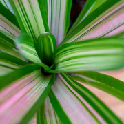 Neoregelia martin