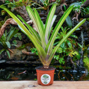 Neoregelia martin