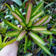 Neoregelia martin