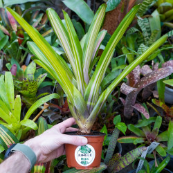 Neoregelia martin