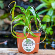 Neoregelia pendula var.brevifolia
