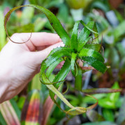 Neoregelia pendula var.brevifolia