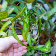 Neoregelia pendula var.brevifolia