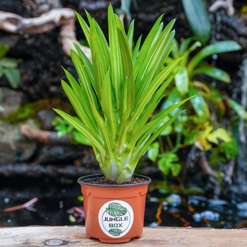 Neoregelia burnsie's spiral