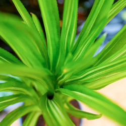 Neoregelia ‘Burnsie’s Spiral’ – Broméliade tropicale colorée pour terrariums et intérieurs