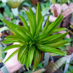 Neoregelia ‘Burnsie’s Spiral’ – Broméliade tropicale colorée pour terrariums et intérieurs