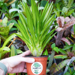 Neoregelia ‘Burnsie’s Spiral’ – Broméliade tropicale colorée pour terrariums et intérieurs