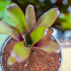 Neoregelia mephisto