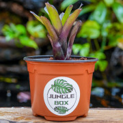 Neoregelia mephisto