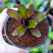 Neoregelia mephisto