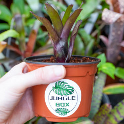 Neoregelia mephisto