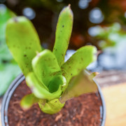 neoregelia xenia