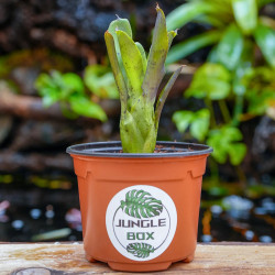 neoregelia xenia
