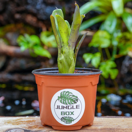 neoregelia xenia
