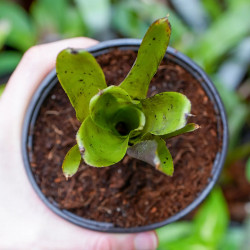 neoregelia xenia
