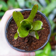 neoregelia xenia